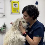 Imagen dog love